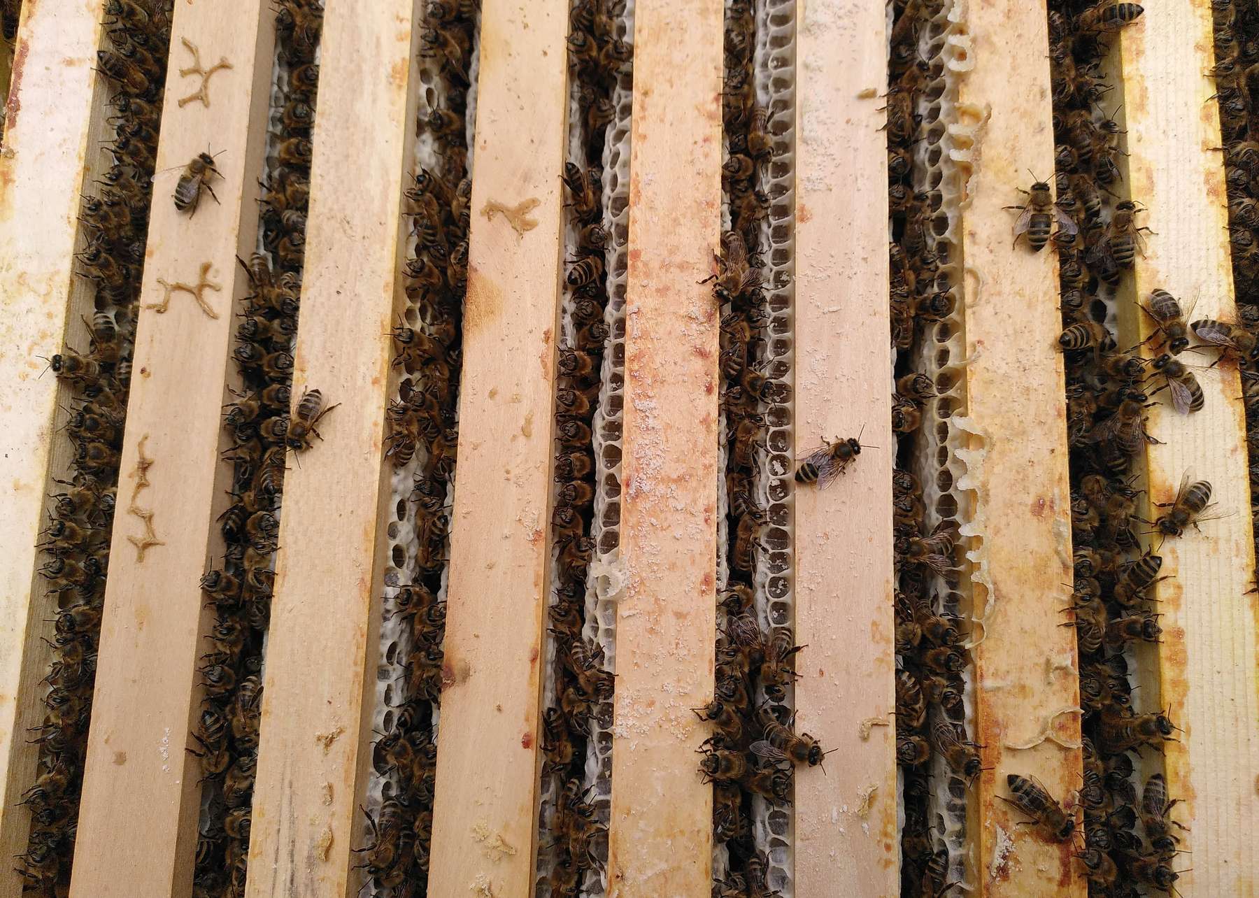 Ein seltenes Bild  im Linzerraum ist durchaus mit Blütenhonig zu rechnen. Die Wetterprognosen versprechen auf jeden Fall. ein besseres Honigwetter..jpg Ein seltenes Bild  im Linzerraum ist durchaus mit Blütenhonig zu rechnen. Die Wetterprognosen versprechen auf jeden Fall. ein besseres Honigwetter..jpg