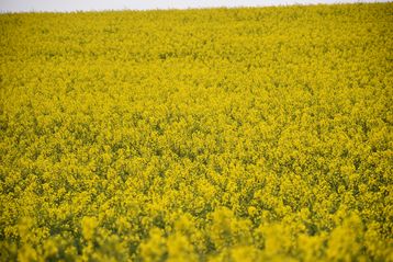 Raps ist in vielen Teilen Oberösterreichs neben der Obst- und Löwenzahnblüte eine der wichtigsten Frühjahrstrachten und sehr attraktiv für Honig- und Wildbienen..jpg