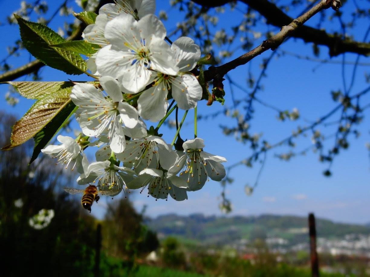 Die Kirschblüte ist in vielen Teilen Oberösterreichs für die Aufwärtsentwicklung der Bienenvölker eine bedeutende Frühjahrstracht.jpg Die Kirschblüte ist in vielen Teilen Oberösterreichs für die Aufwärtsentwicklung der Bienenvölker eine bedeutende Frühjahrstracht.jpg