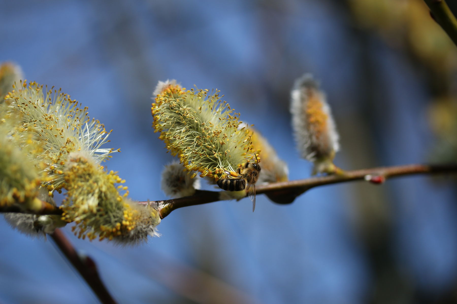 Der Weidenpollen zählt zu den ersten Pollen, die Honigbienen im Frühjahr eintragen. .jpg Der Weidenpollen zählt zu den ersten Pollen, die Honigbienen im Frühjahr eintragen. .jpg