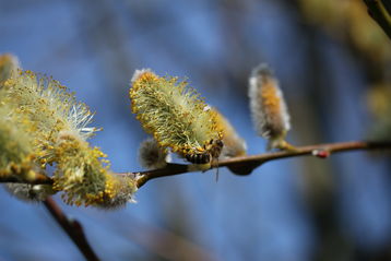 Der Weidenpollen zählt zu den ersten Pollen, die Honigbienen im Frühjahr eintragen. .jpg