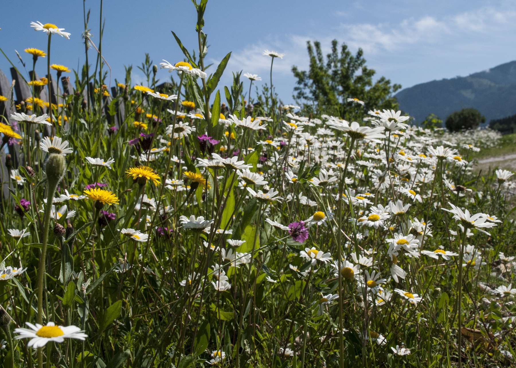 Biodiversität © Bienenzentrum OÖ Biodiversität © Bienenzentrum OÖ