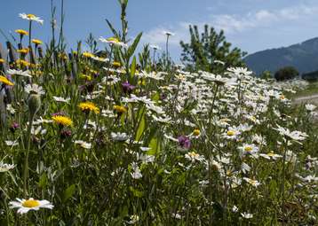 Biodiversität © Bienenzentrum OÖ Biodiversität © Bienenzentrum OÖ
