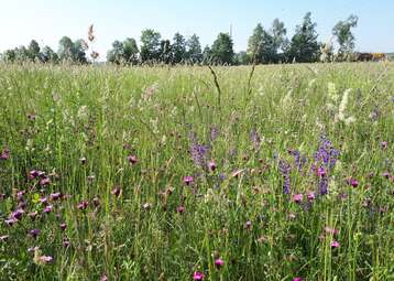 Artenreich © Bienenzentrum OÖ Artenreich © Bienenzentrum OÖ