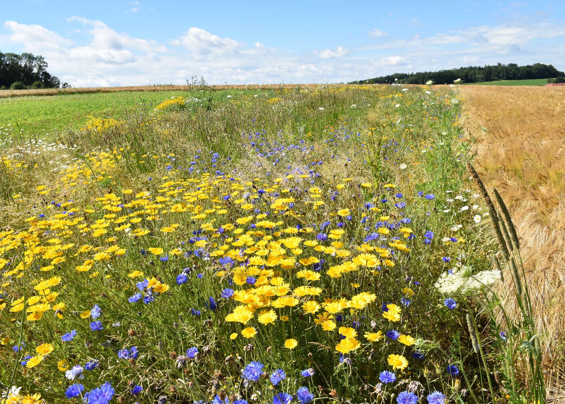 Blühstreifen im Ackerland.jpg Blühstreifen im Ackerland.jpg