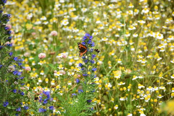 Hummel und Schmetterling teilen sich einen Natternkopf.jpg Hummel und Schmetterling teilen sich einen Natternkopf.jpg