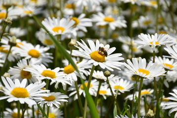 Margeriten-Vermehrungsfeld.jpg Margeriten-Vermehrungsfeld.jpg