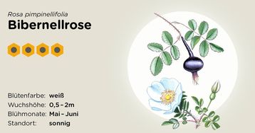 Bibernellrose.jpg Bibernellrose.jpg
