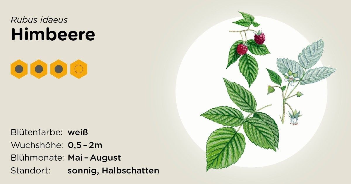 Himbeere.jpg Himbeere.jpg
