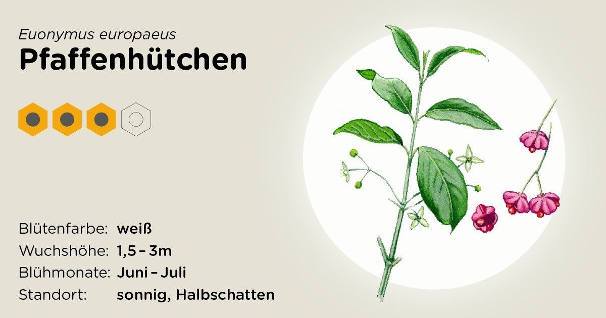 Pfaffenhütchen.jpg Pfaffenhütchen.jpg