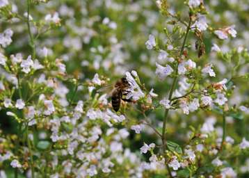 Eine Biene fliegt zur Bergminze .jpg Eine Biene fliegt zur Bergminze .jpg