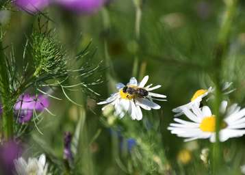 Artenvielfalt durch die Anlage von Blühflächen fördern.jpg Artenvielfalt durch die Anlage von Blühflächen fördern.jpg