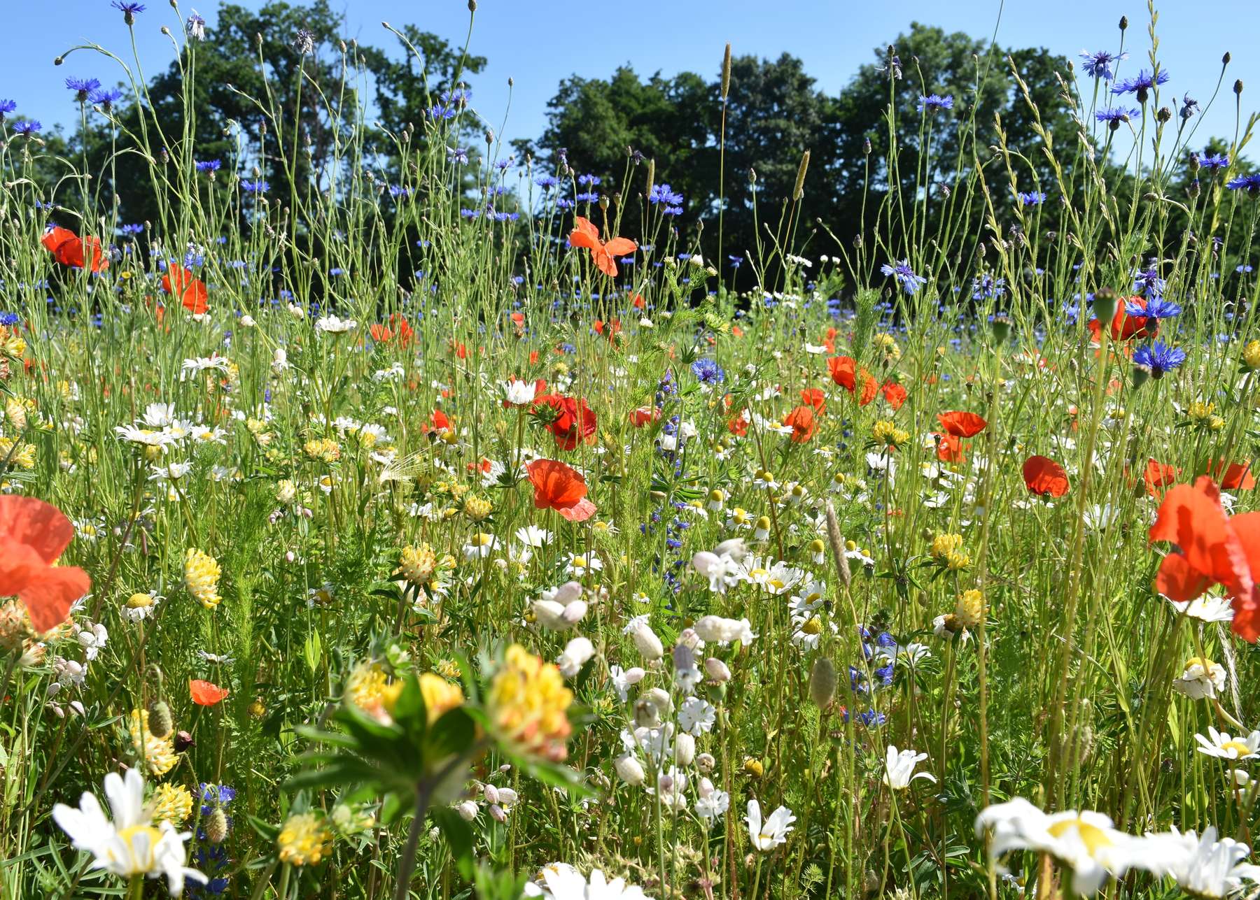 Mehrjährige Blühfläche Bad Wimsbach.jpg Mehrjährige Blühfläche Bad Wimsbach.jpg