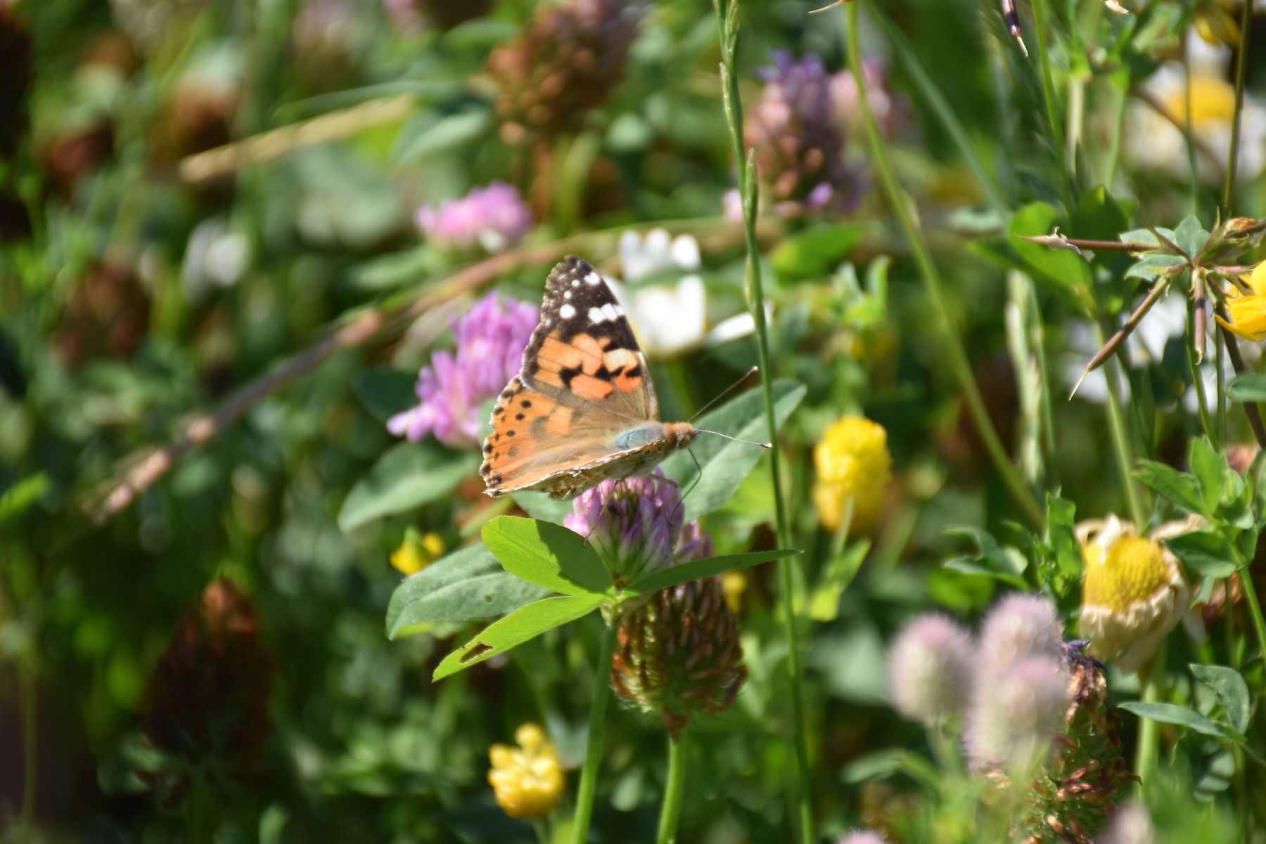 Schmetterling in Biodiversitätsfläche.jpg Schmetterling in Biodiversitätsfläche.jpg