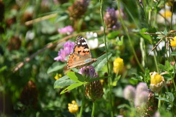 Schmetterling in Biodiversitätsfläche.jpg Schmetterling in Biodiversitätsfläche.jpg