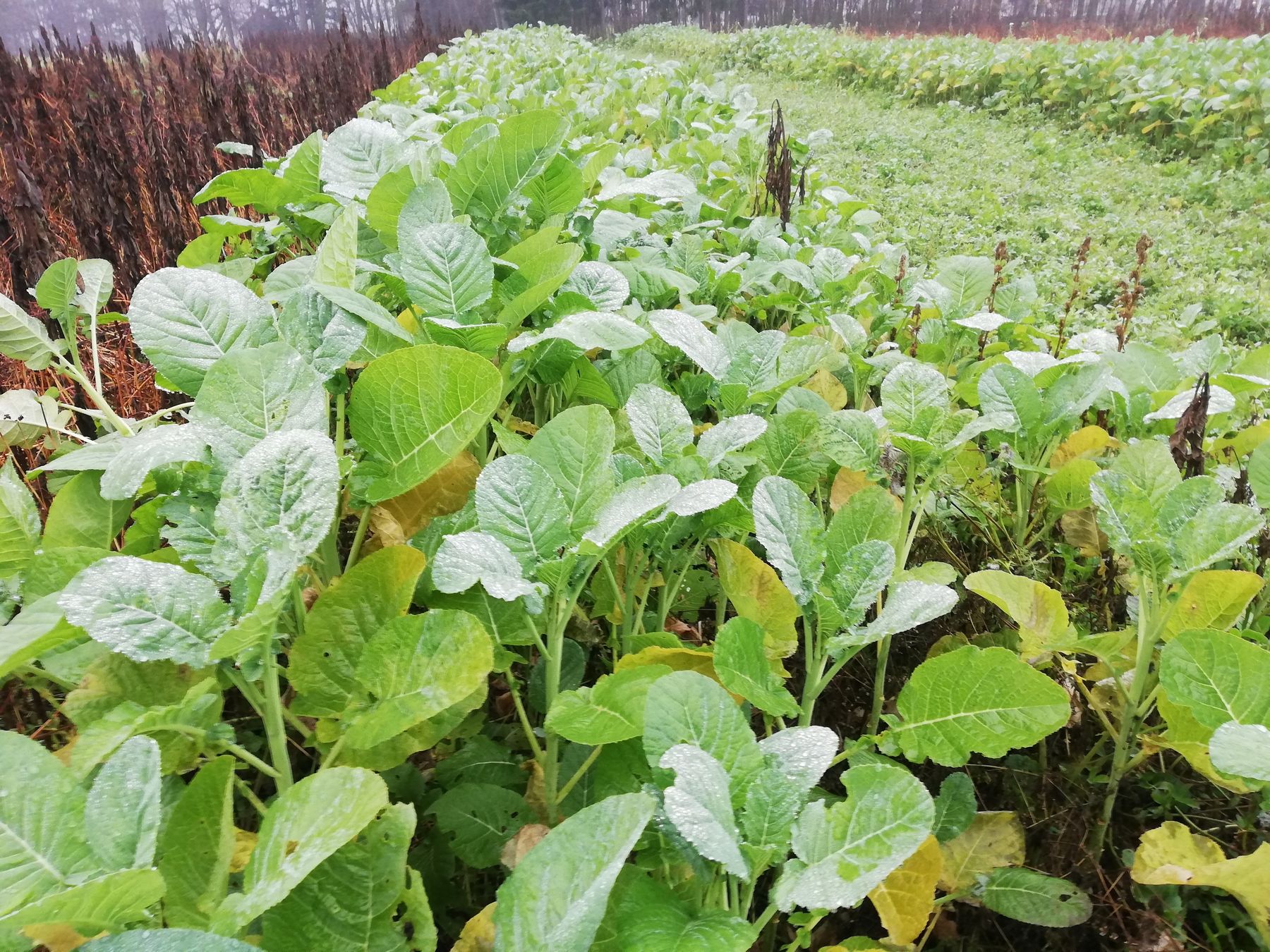 Bienenschutz-Mischung. Aufnahme 25.11.20.jpg Bienenschutz-Mischung. Aufnahme 25.11.20.jpg