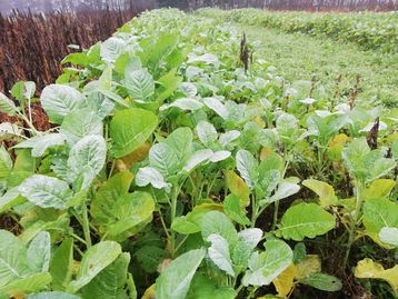 Bienenschutz-Mischung. Aufnahme 25.11.20.jpg Bienenschutz-Mischung. Aufnahme 25.11.20.jpg