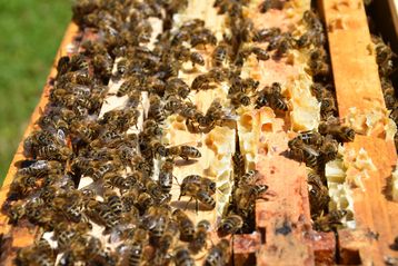 Blütenhonig gibt es witterungsbedingt wenig oder wurde größtenteils von den Bienen selbst verbraucht..jpg Blütenhonig gibt es witterungsbedingt wenig oder wurde größtenteils von den Bienen selbst verbraucht..jpg