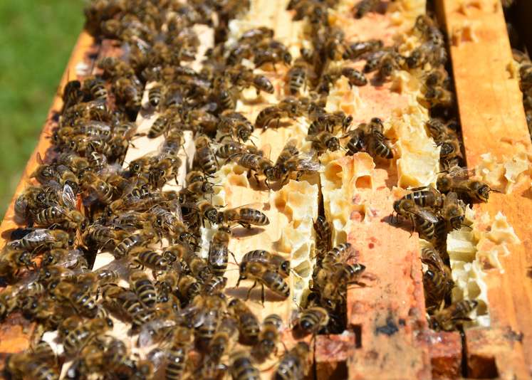 Blütenhonig gibt es witterungsbedingt wenig oder wurde größtenteils von den Bienen selbst verbraucht..jpg Blütenhonig gibt es witterungsbedingt wenig oder wurde größtenteils von den Bienen selbst verbraucht..jpg