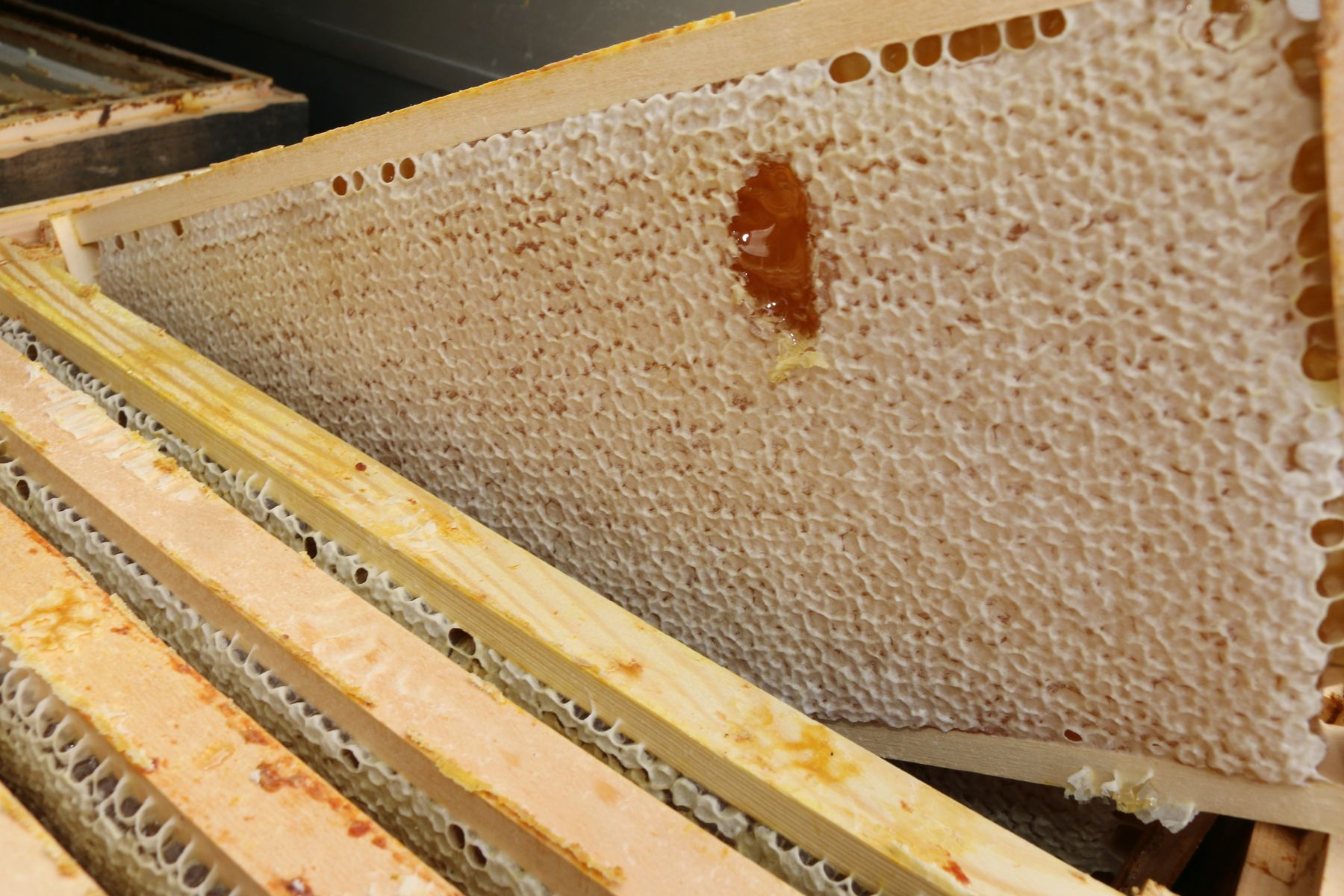 Imkerinnen und Imkerinnen und Imker berichten, dass es große regionale Unterschiede bei den Honigerträgen gibt..jpg