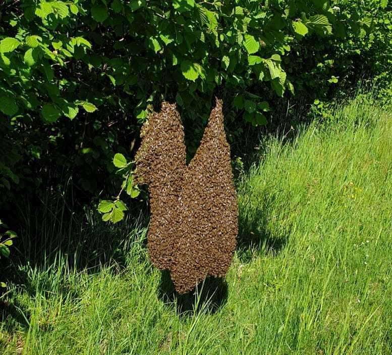 Bienenschwarm.jpg Bienenschwarm.jpg