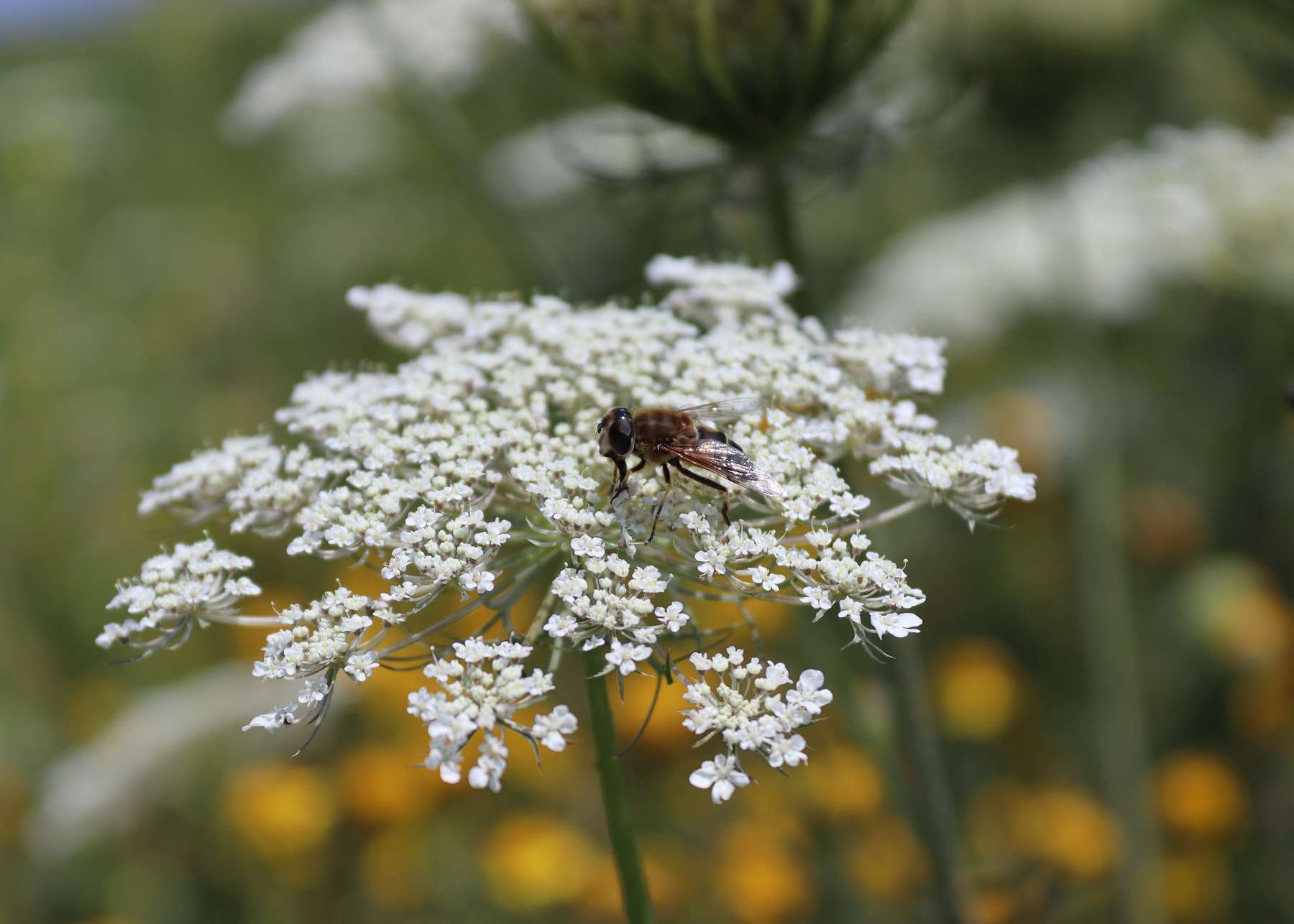 Insekten erfreuen sich an den Blühpatenschaftsflächen.jpg Insekten erfreuen sich an den Blühpatenschaftsflächen.jpg