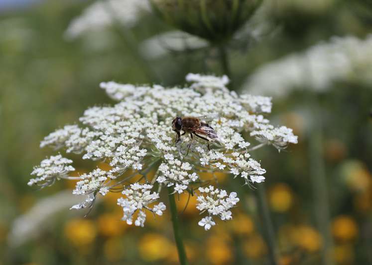 Insekten erfreuen sich an den Blühpatenschaftsflächen.jpg Insekten erfreuen sich an den Blühpatenschaftsflächen.jpg