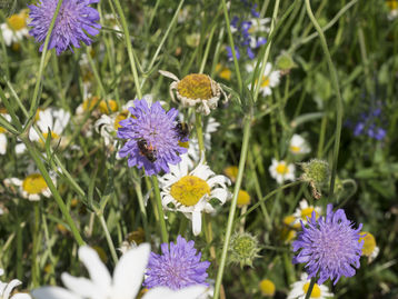 Bienenweide.jpg Bienenweide.jpg