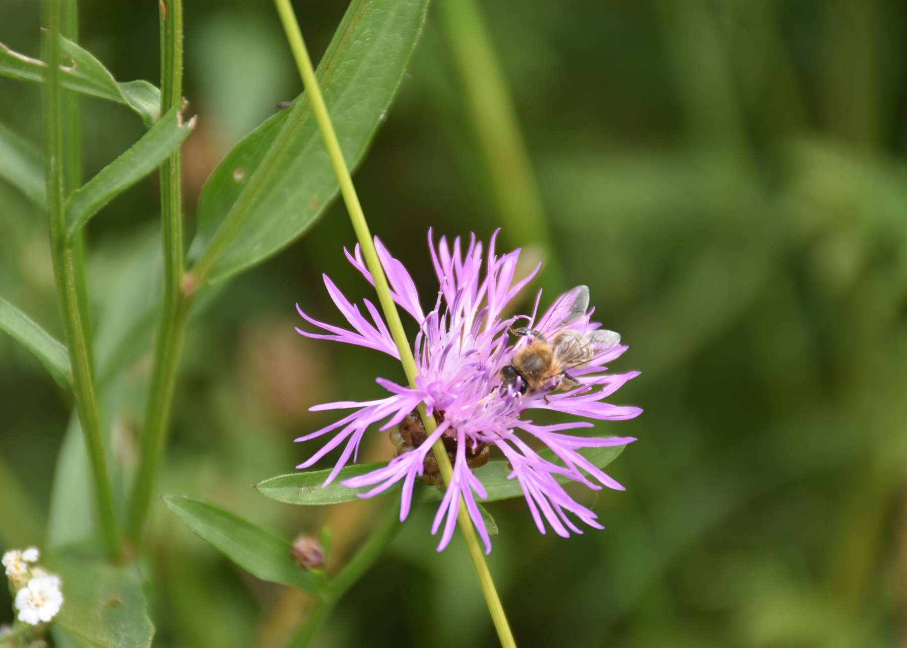 Wichtige Nahrungsgrundlage - der Blühstreifen.jpg Wichtige Nahrungsgrundlage - der Blühstreifen.jpg