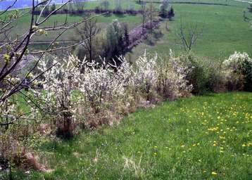 Blühende Hecke.jpg