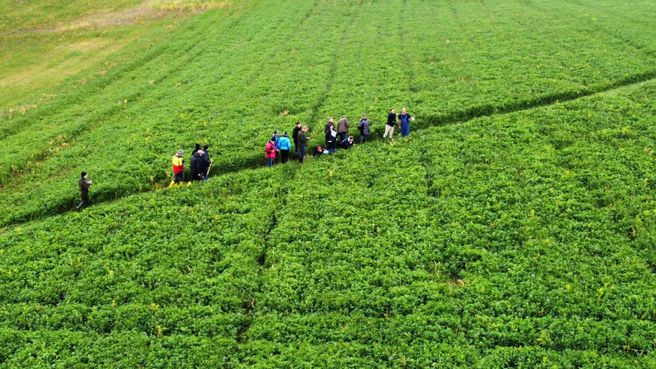 Feld mit Zwischenfrucht mit Blick von oben.jpg Feld mit Zwischenfrucht mit Blick von oben.jpg