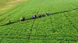 Feld mit Zwischenfrucht mit Blick von oben.jpg Feld mit Zwischenfrucht mit Blick von oben.jpg