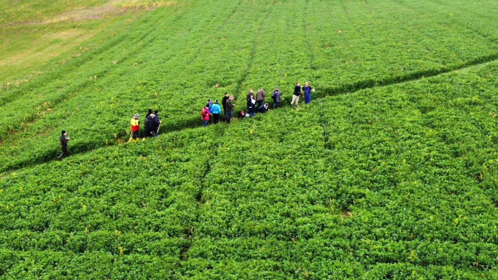 Feld mit Zwischenfrucht mit Blick von oben.jpg Feld mit Zwischenfrucht mit Blick von oben.jpg
