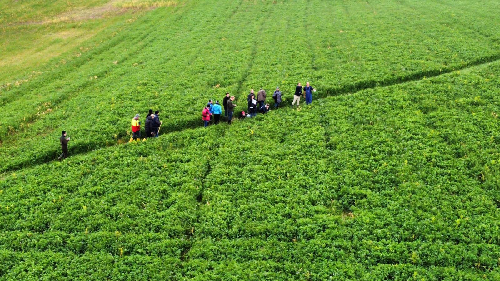 Feld mit Zwischenfrucht mit Blick von oben.jpg