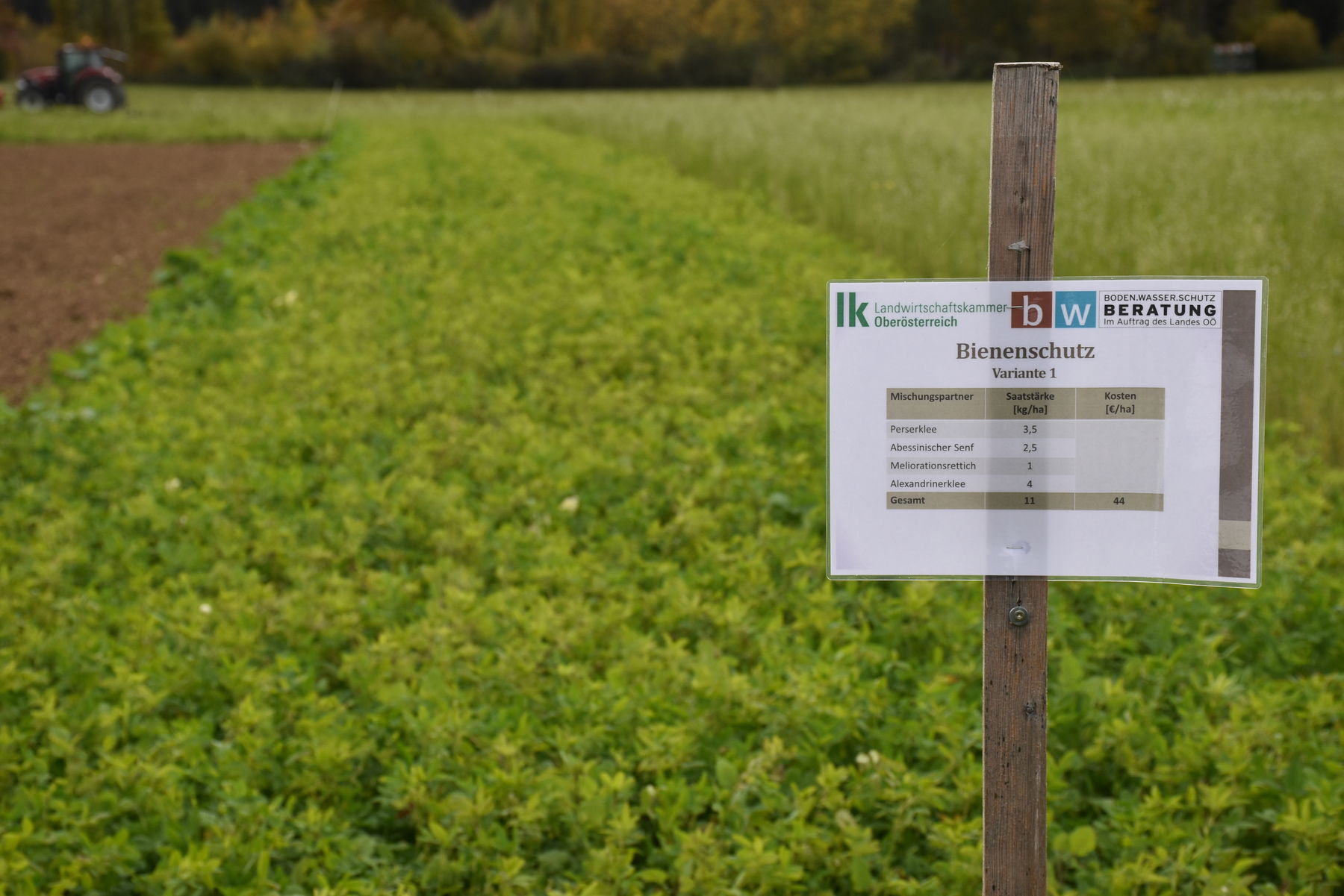 Zwischenfrucht-Mischung "Bienenschutz" mit Alexandrinerklee, Perserklee, Meliorationsrettich und Abessinischem Senf..jpg