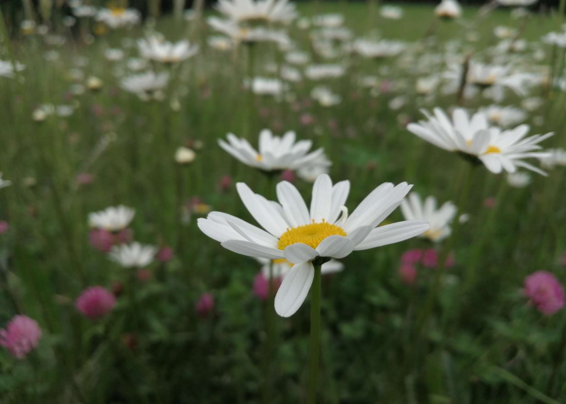 Biodiversität.jpg Biodiversität.jpg