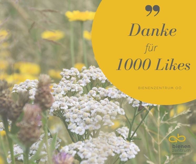 1000 Likes.jpg 1000 Likes.jpg