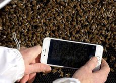 BeeScanning.jpg