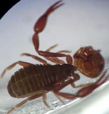 Bücherskorpion mit Varroamilbe.jpg Bücherskorpion mit Varroamilbe.jpg