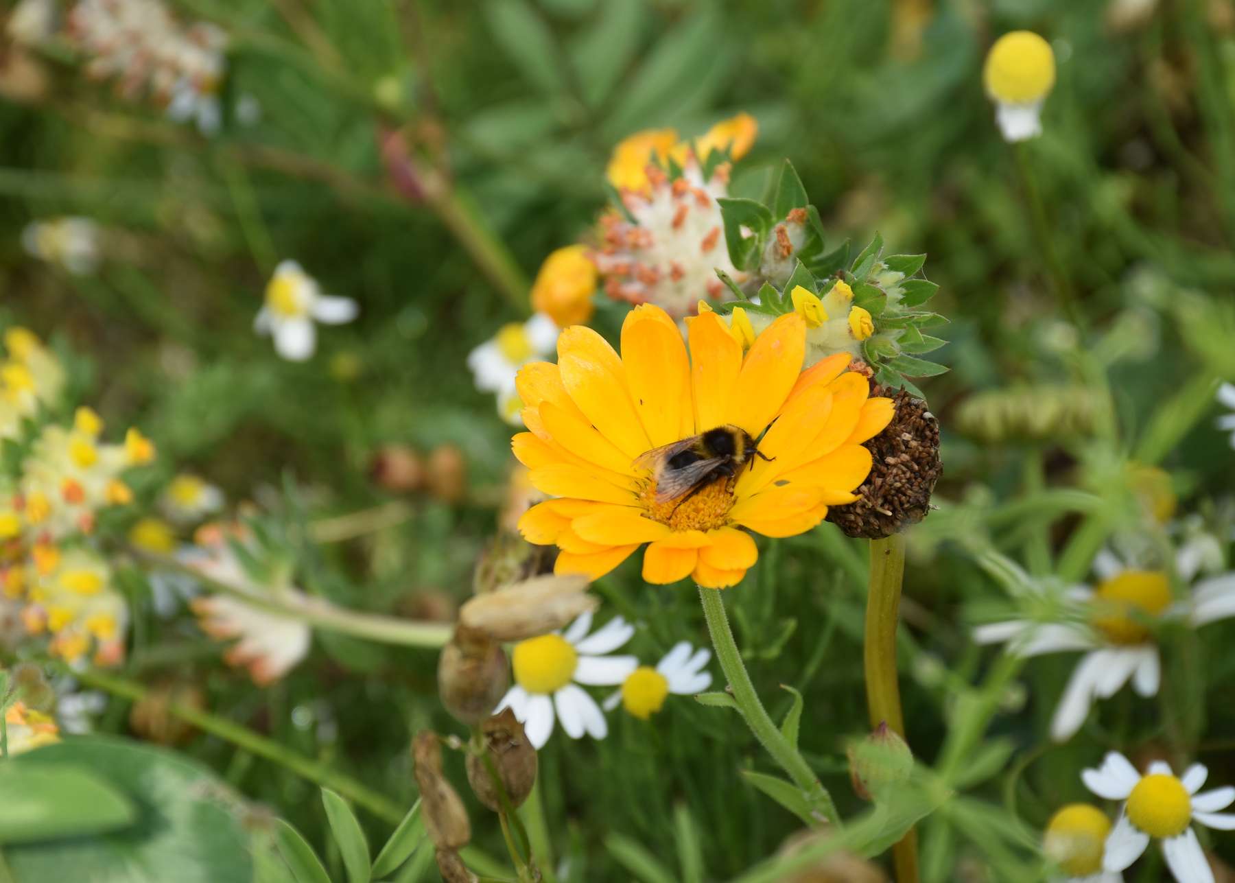 Hummel auf Ringelblume © Bienenzentrum OÖ Hummel auf Ringelblume © Bienenzentrum OÖ
