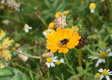 Hummel auf Ringelblume © Bienenzentrum OÖ