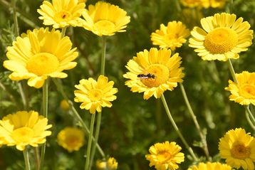 Färberkamilien - eine begehrte Nahrungsquelle für viele Insekten.jpg Färberkamilien - eine begehrte Nahrungsquelle für viele Insekten.jpg