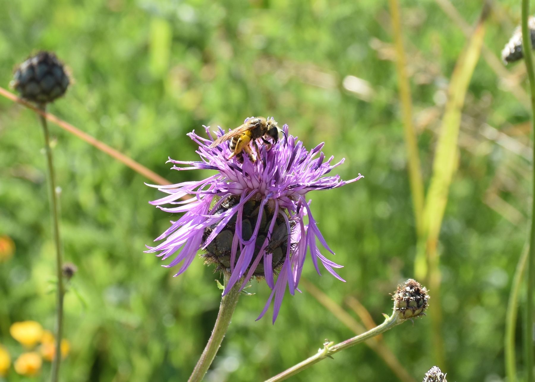 Flockenblumen wurden gerne besucht.jpg Flockenblumen wurden gerne besucht.jpg
