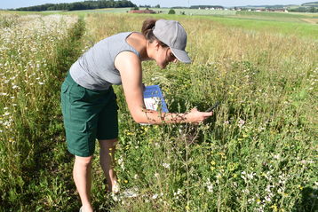 Zusätzlich zum Wildbienenmonitoring wurde von Stefanie Payrleitner ein Vegetationsmonitoring durchgeführt.jpg