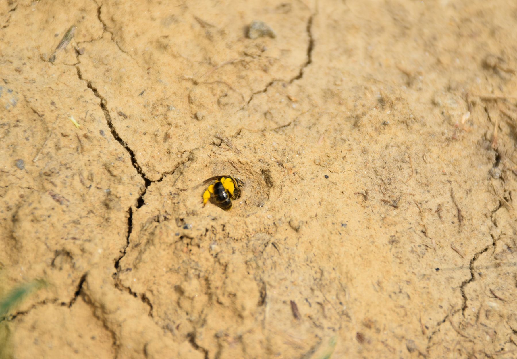 2022 werden zusätzliche Nisthilfen (Nisthügel, offene Bodenstellen...) geschaffen, um bodennistende Wildbienenarten zu fördern. .jpg