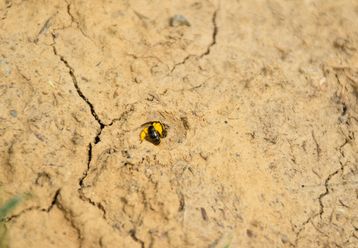 2022 werden zusätzliche Nisthilfen (Nisthügel, offene Bodenstellen...) geschaffen, um bodennistende Wildbienenarten zu fördern. .jpg 2022 werden zusätzliche Nisthilfen (Nisthügel, offene Bodenstellen...) geschaffen, um bodennistende Wildbienenarten zu fördern. .jpg