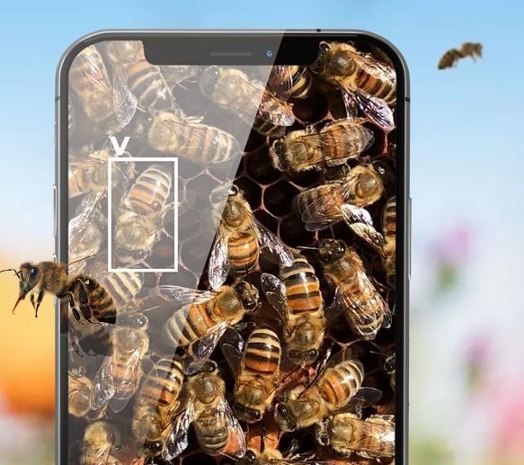 BeeScanning.jpg