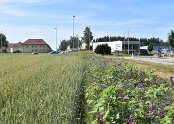 Vor allem im Kreuzungsbereich kann durch die Anlage von Biodiversitätsflächen gute Sicht gewährleistet werden. © Bienenzentrum OÖ