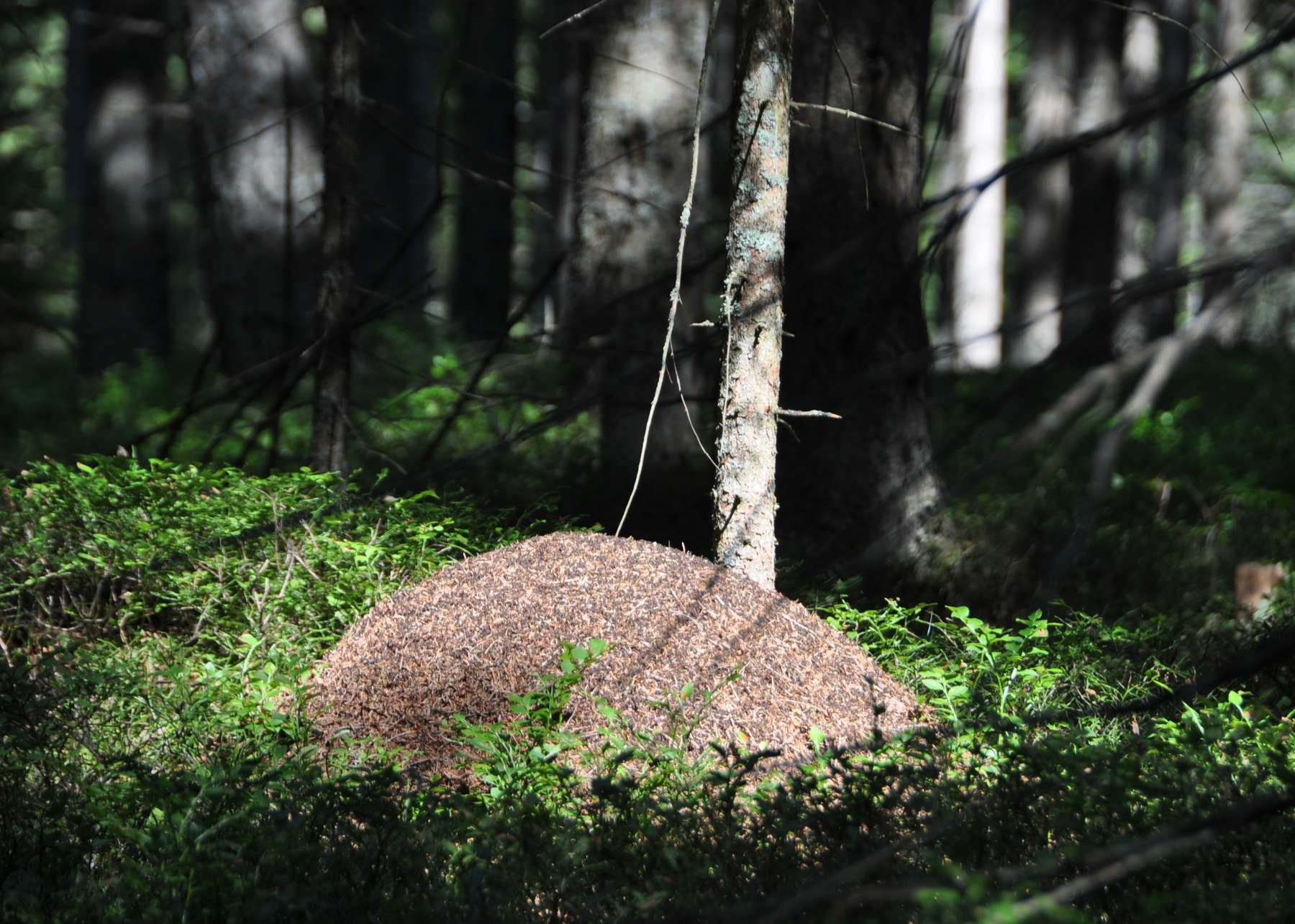 Licht und Wärme für die fleißigen Helfer im Wald.jpg Licht und Wärme für die fleißigen Helfer im Wald.jpg