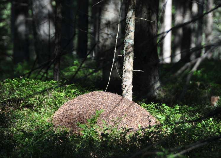 Licht und Wärme für die fleißigen Helfer im Wald.jpg